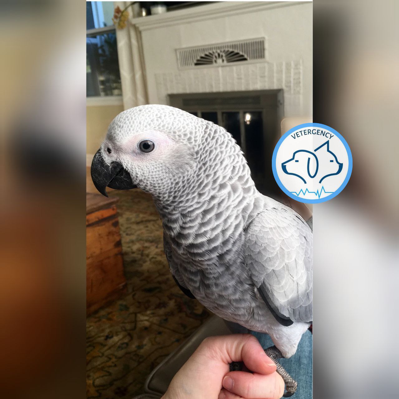 غذاهای ممنوعه کاسکو