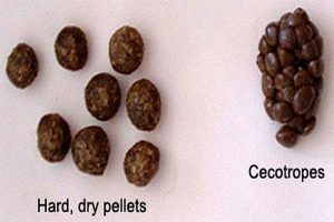 cecotropes  در خرگوش