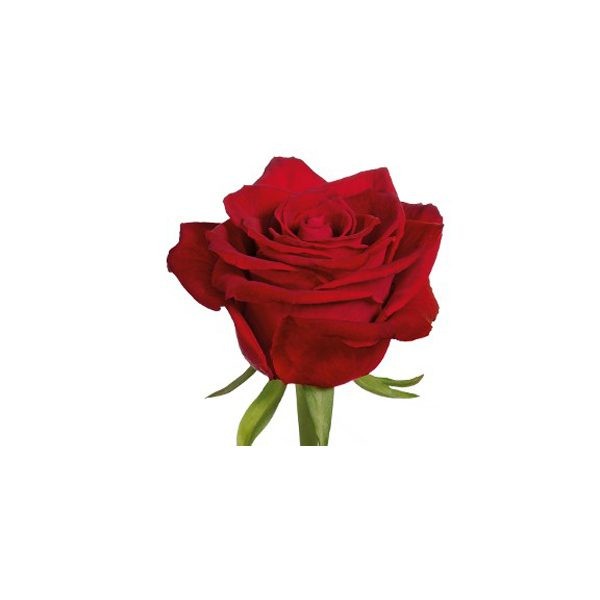 سیده زهرا عمادی