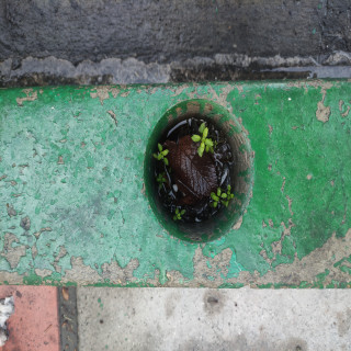 حمیدرا احتمالا