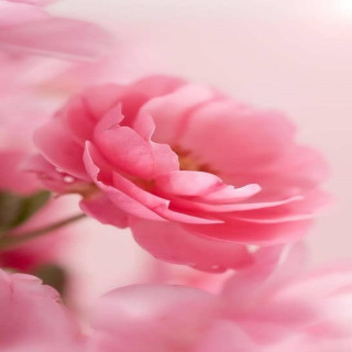 ریحانه رضوانی کاشانی