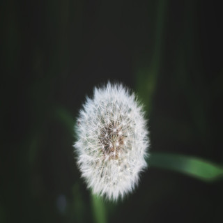 نیلوفر برقی جانیار