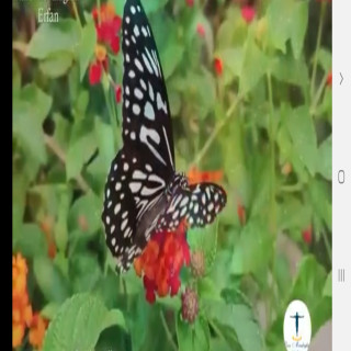 طاهره شاه حسینی